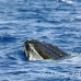 whale_humpback_h_00855_dom2981.jpg
